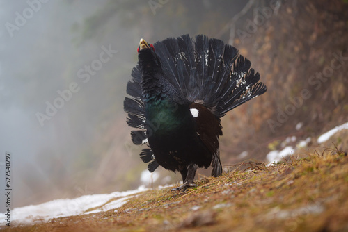 The western capercaillie is a heavy member of the grouse family and the largest of all extant grouse species photo