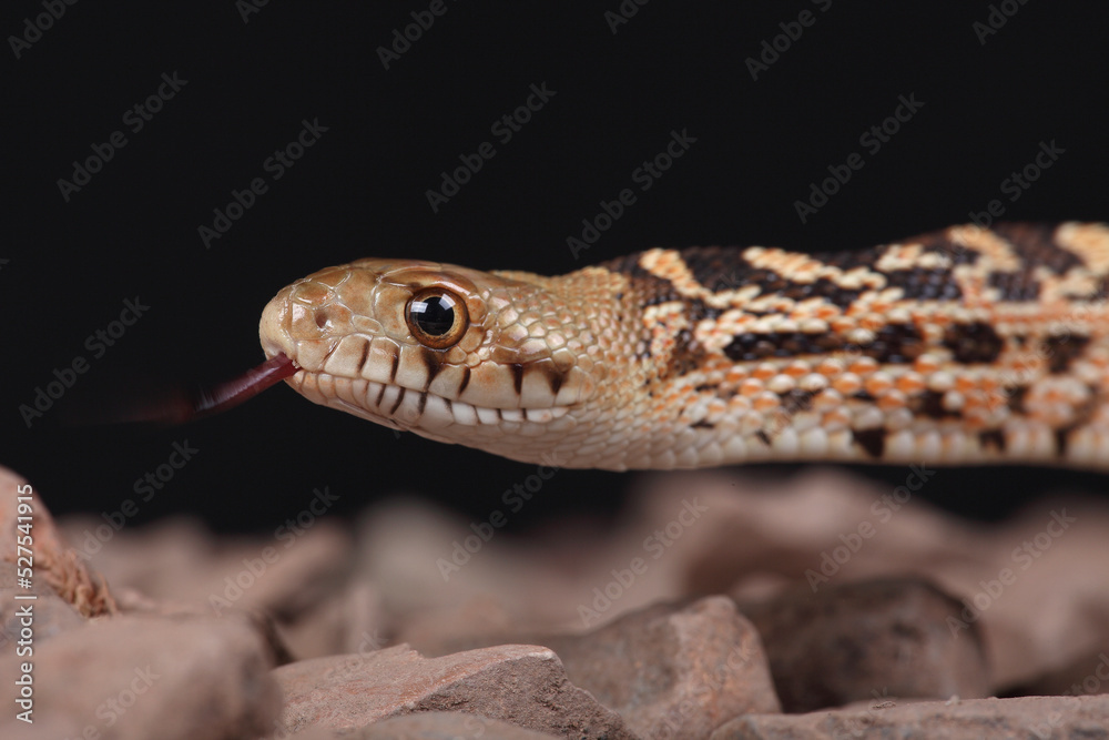 A portrait of a Bullsnake using its forked tongue to sense its surroundings
A portrait of a Bullsnake using its forked tongue to sense its surroundings