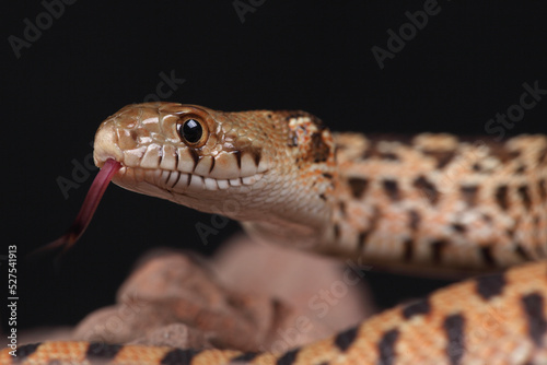 A portrait of a Bullsnake using its forked tongue to sense its surroundings
