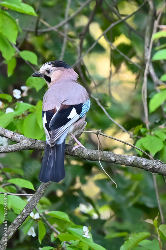 Songbirds in winter near feeders - Eurasian jay. Bird foraging and gathering grass for a nest