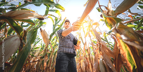 A young agronomist inspects the quality of the corn crop on agricultural land. Farmer in a corn field on a hot sunny day