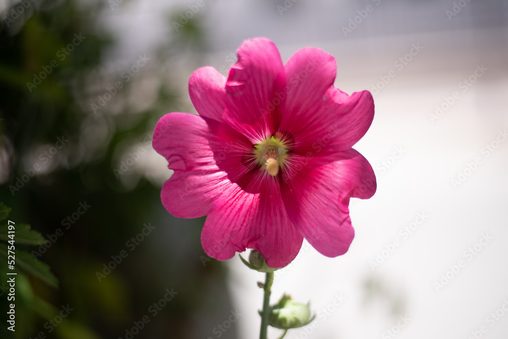 Fototapeta premium pink flower