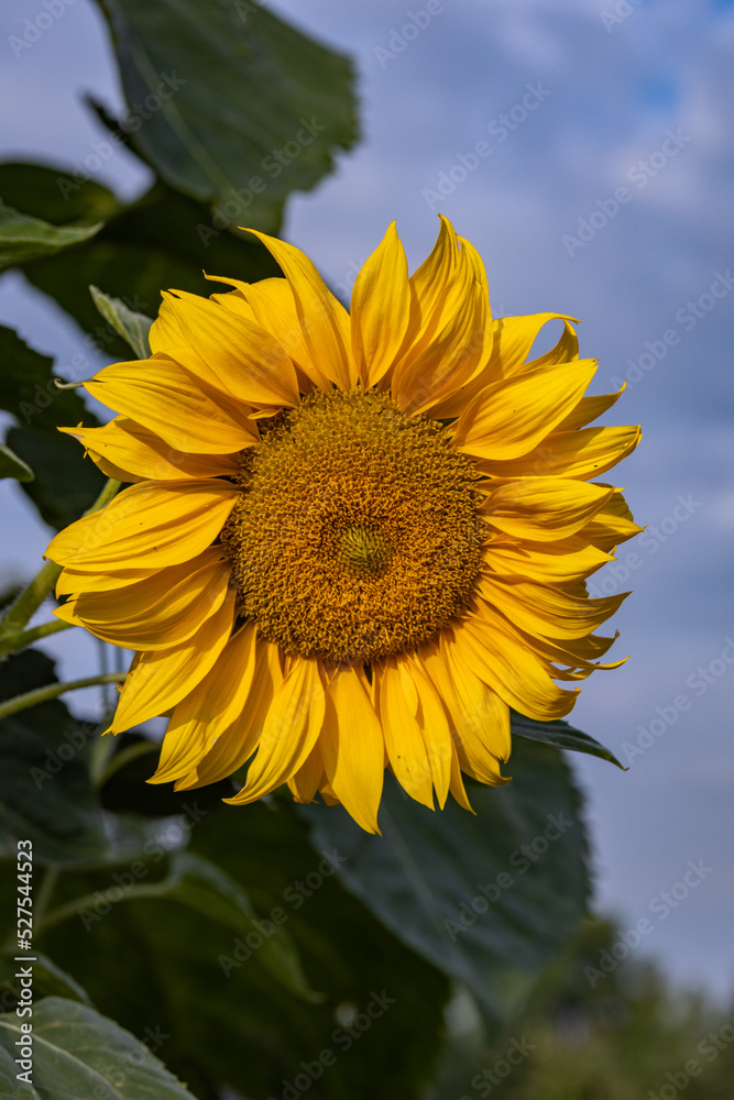 Beautiful sunflowers in a sunny day on a farmer's field, close up photography, Poland Beautiful sunflowers in a sunny day on a farmer's field, close up photography, Poland