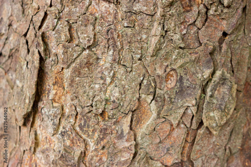tree bark surface. natural texture background tree bark surface. natural texture background