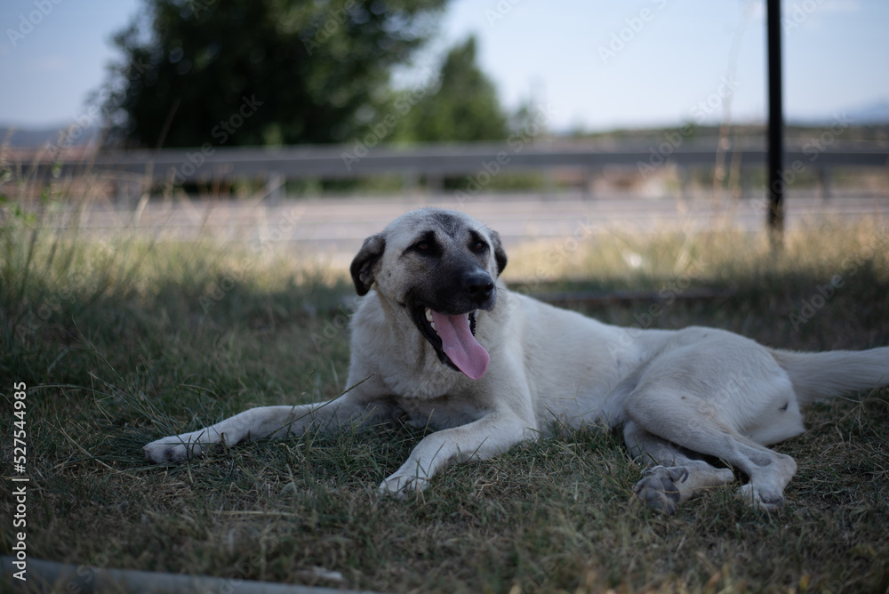 golden retriever dog golden retriever dog