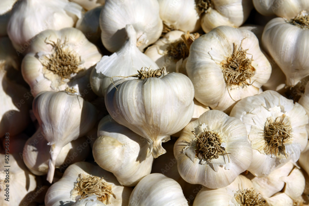 A harvest of garlic ready for sale. A harvest of garlic ready for sale.