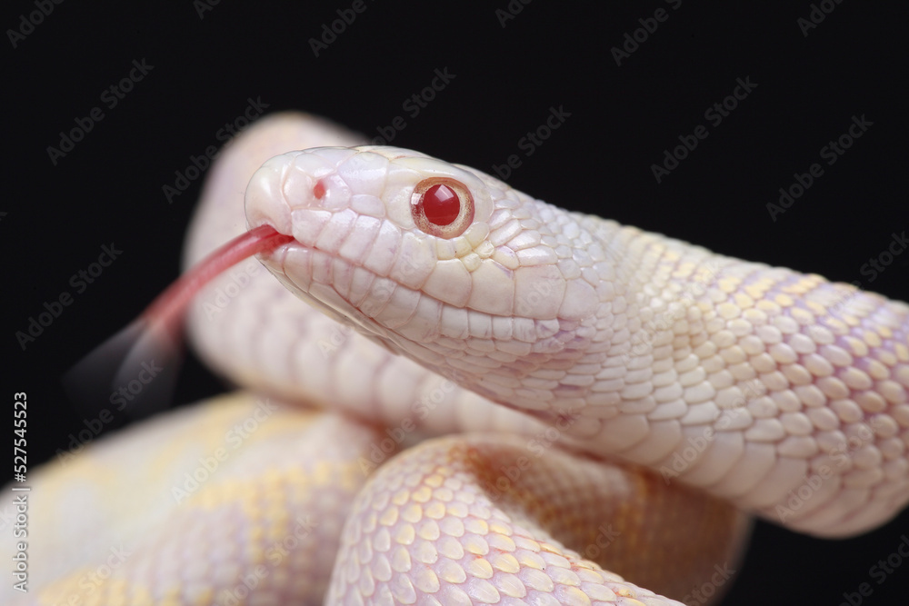 Fototapeta premium A portrait of an albino Bullsnake using its forked tongue to sense its surroundings