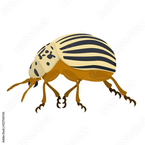 Colorado potato beetle. Insect, vector illustration