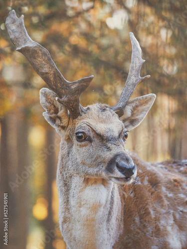 Close Up of Fallow Deer at first light