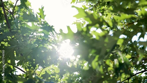 Nature background. Beautiful Sun shine through the blowing on wind tree green leaves. Blurred abstract bokeh with sun flare. Sunlight. Sunflare.