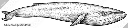 Vintage engrave isolated blue whale set illustration humpback ink sketch. Wild cachalot background line giant dolphin vector art