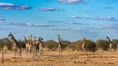 Herd of inquisitive giraffe at a waterhole