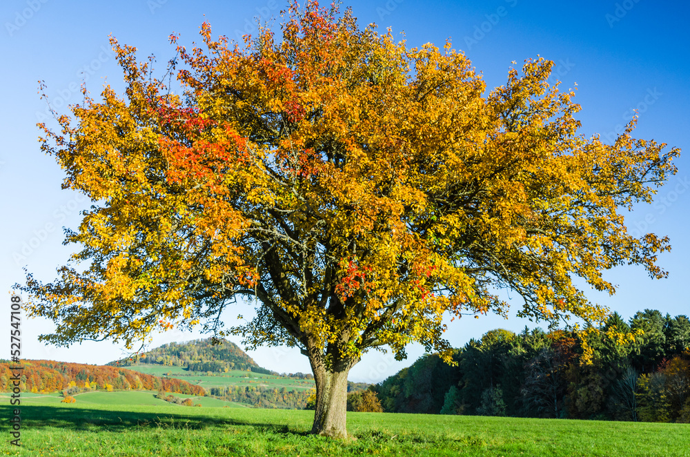 Single tree on field in autumn, Watterdingen, Baden-Wuerttemberg, Germany