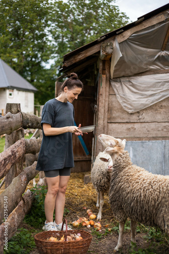 a happy young woman is feeding cute sheep