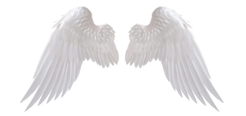 white angel wing isolated for design