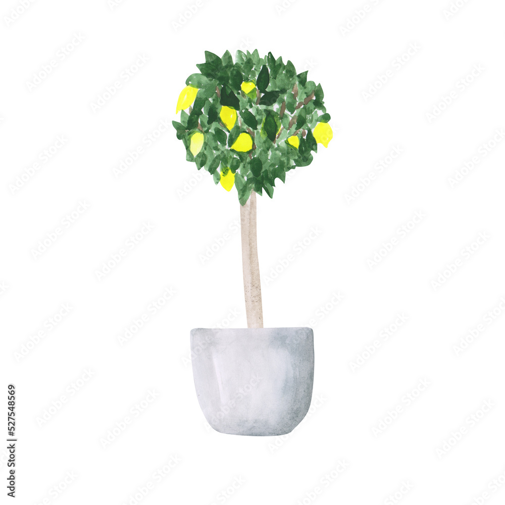 Watercolor lemon tree isolated on a transparent background. Hand-drawn ...