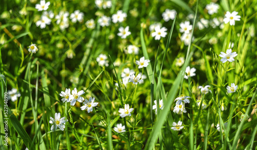small fragile white wildflowers on a background of green grass on a sunny day