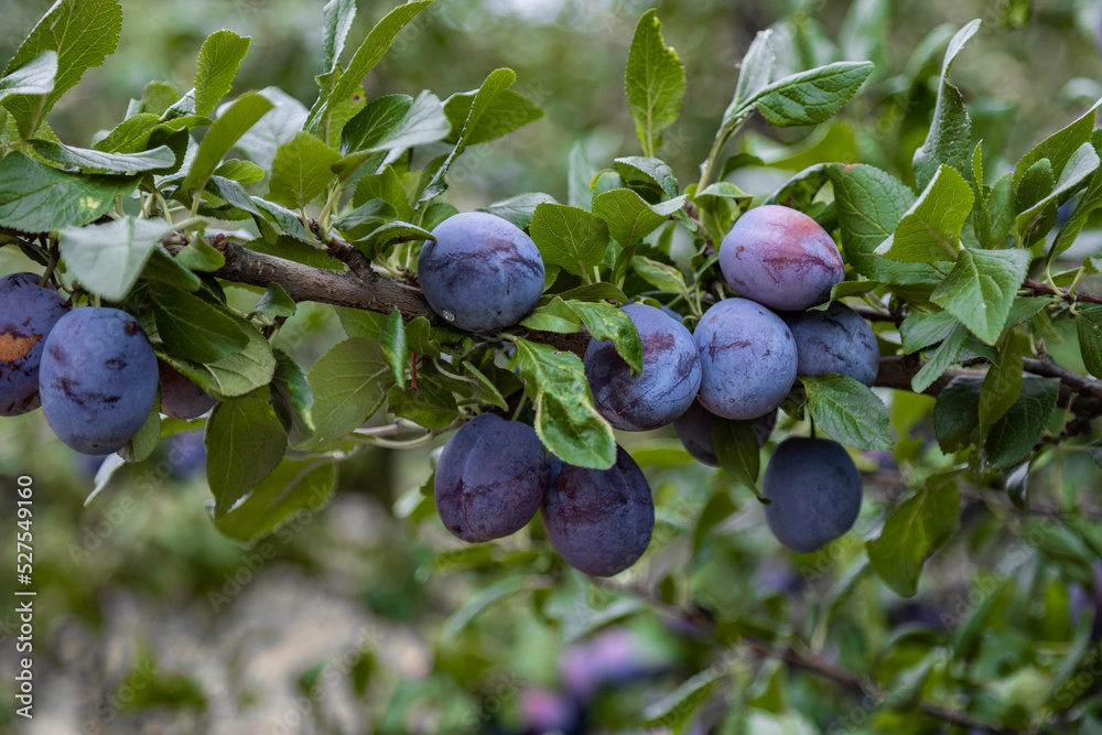 Plums close up photography, Fruits among the leaves on a branch, polish orchards, healthy polish