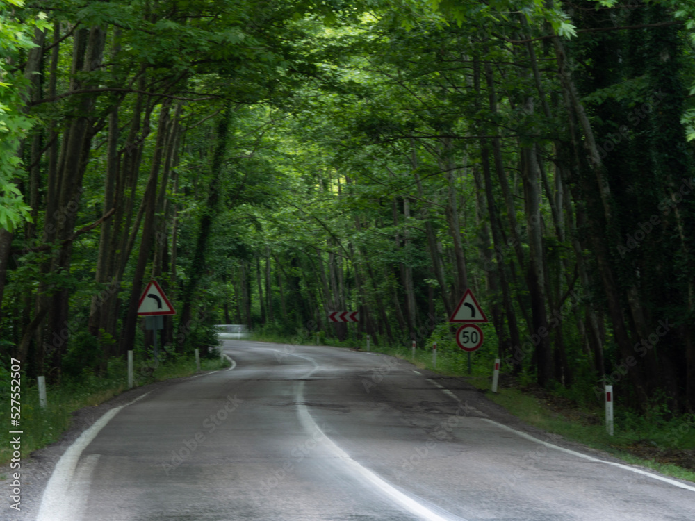 the road through the tree tunnel the road through the tree tunnel