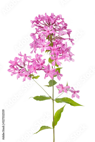 Pink phlox inflorescences Isolated on a white background. © ksi