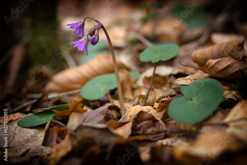 Принти на полотні Soldanella montana, plant, vegetable, flower, purple, forest, nature, flora, nob