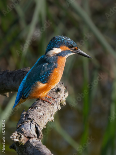 kingfisher on a branch © Heiko