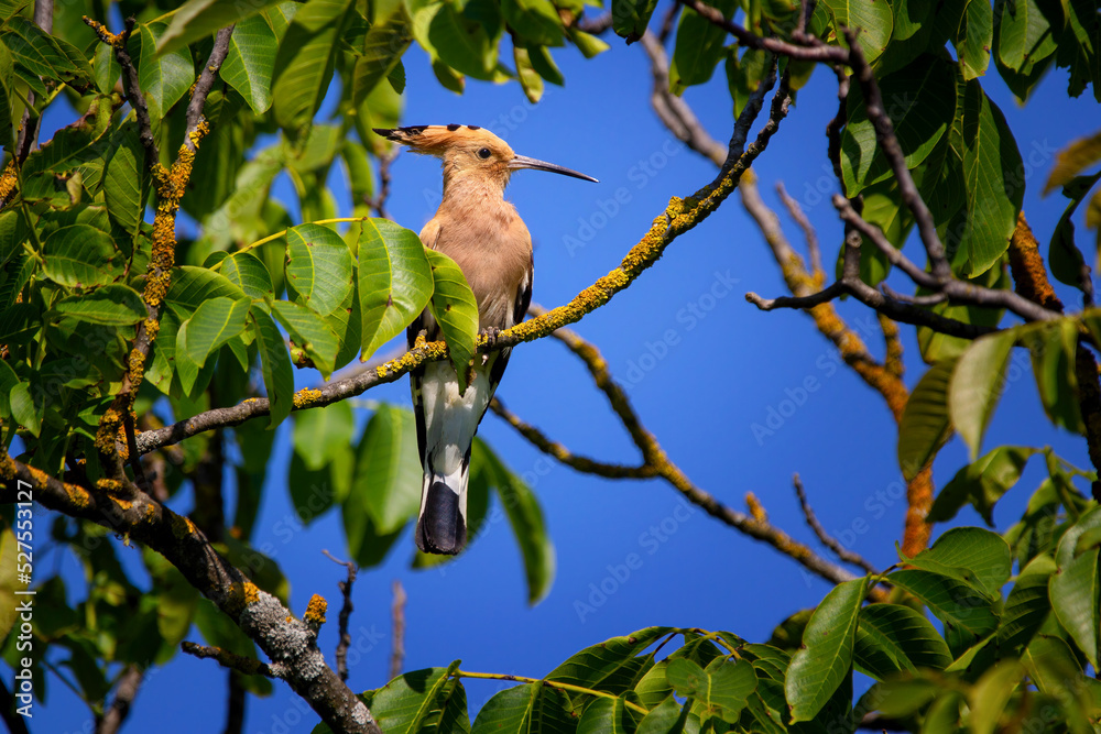 Fototapeta premium The Eurasian hoopoe, Upupa epops is the most widespread species of the genus Upupa, native to Europe