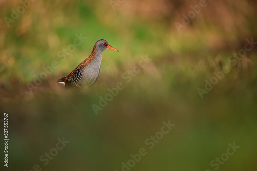 The water rail or Rallus aquaticus is a bird of the rail family which breeds in well vegetated wetlands across Europe