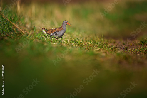 The water rail or Rallus aquaticus is a bird of the rail family which breeds in well vegetated wetlands across Europe