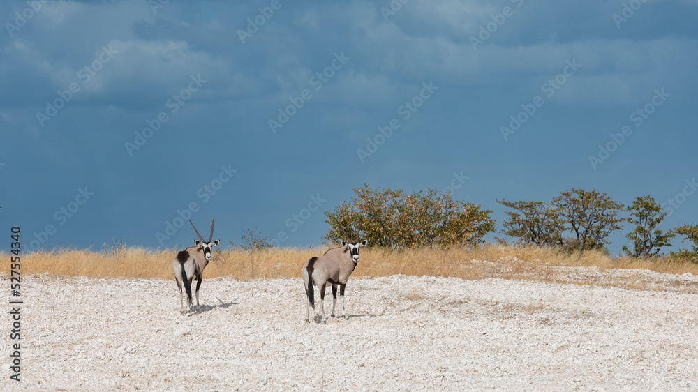 Naklejka premium Two gemsbok looking backwards with storm clouds behind them