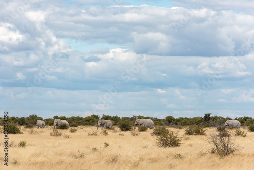 Five elephant walking in a line 