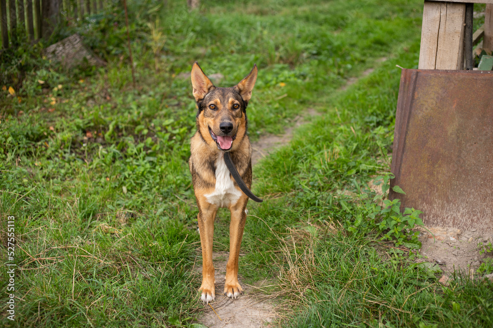 happy beautiful dog in the yard happy beautiful dog in the yard