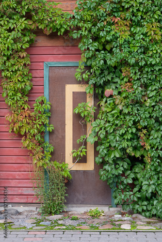 Old brown wooden doors, entrance to wooden house with ivy plants climbing up the wall in Tartu, Estonia. European historic architectural details.