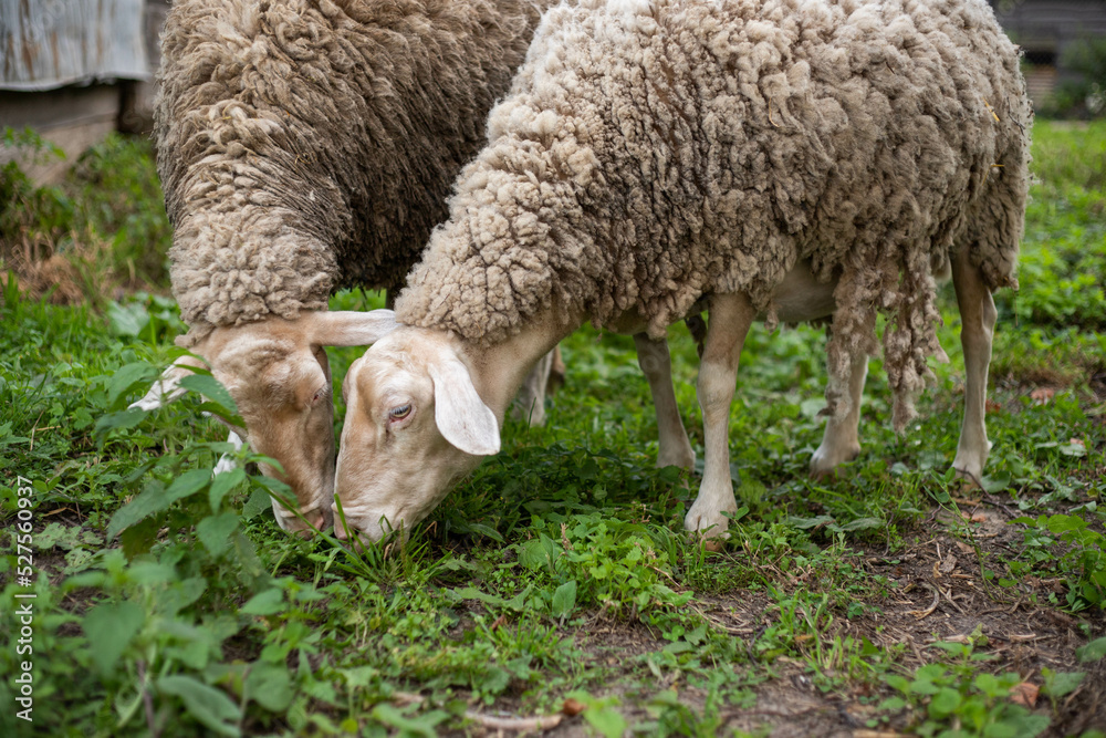 cute sheep are feeding in the yard cute sheep are feeding in the yard