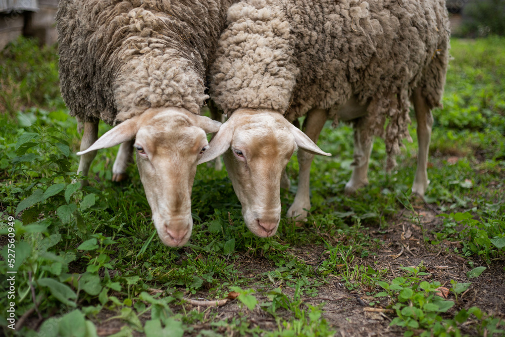 cute sheep are feeding in the yard cute sheep are feeding in the yard
