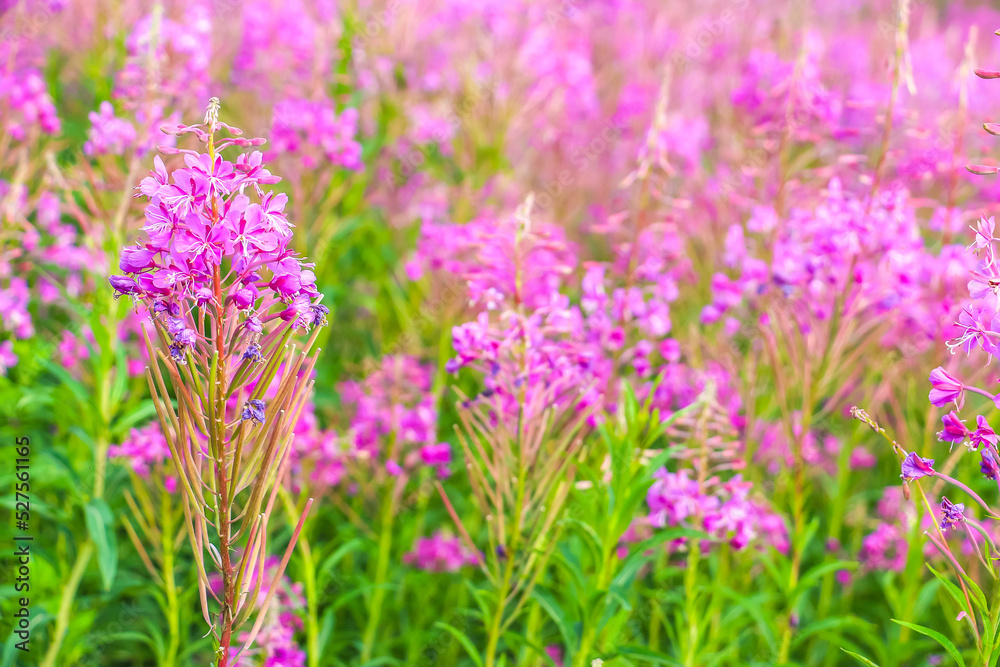 Obraz premium Beautiful pink purple blossoms of Chamaenerion angustifolium flowers or fireweed fire weed or willowherb willow herb