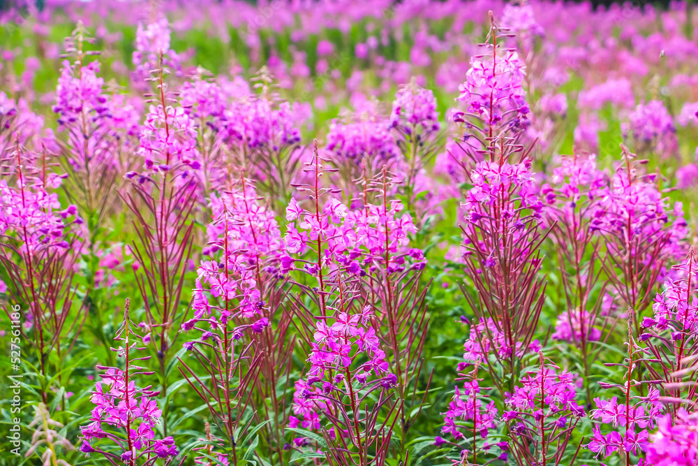 Beautiful pink purple blossoms of Chamaenerion angustifolium flowers or fireweed fire weed or willowherb willow herb