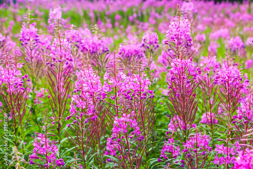 Beautiful pink purple blossoms of Chamaenerion angustifolium flowers or fireweed fire weed or willowherb willow herb
