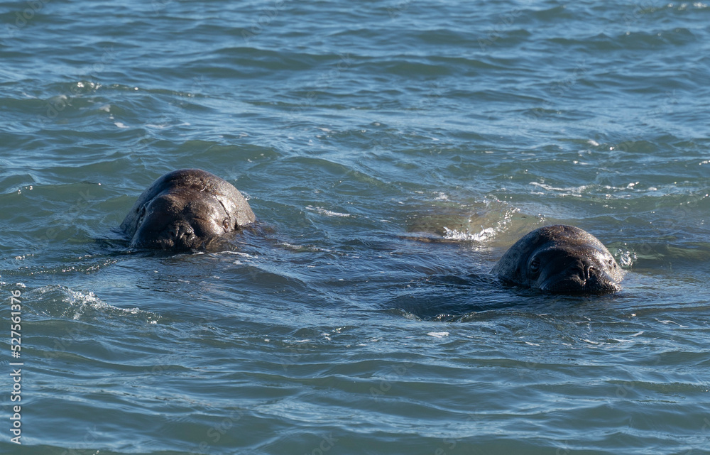 Fototapeta premium walrus swimming in the water of the arctic sea (Svalbard)