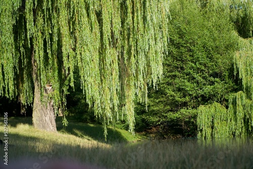 Fototapeta Naklejka Na Ścianę i Meble -  weeping willow, wierzba płacząca, park