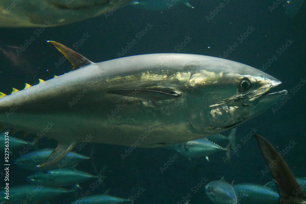School of tuna fish at Kasai rinkai aquarium