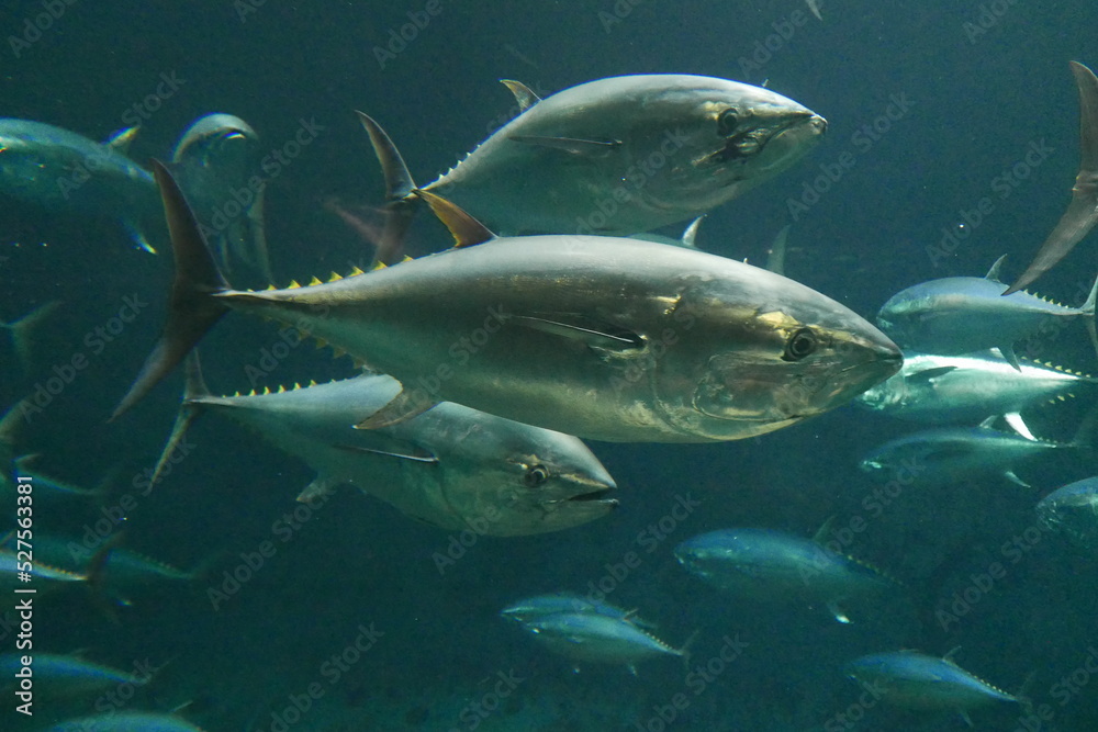 Fototapeta premium School of tuna fish at Kasai rinkai aquarium