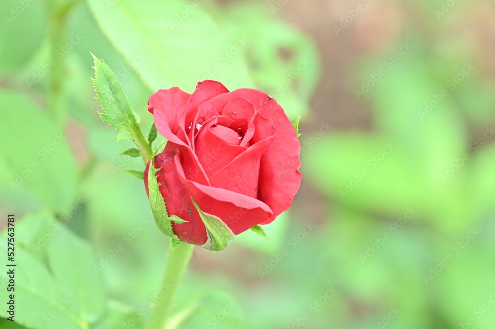 Obraz premium red rose
