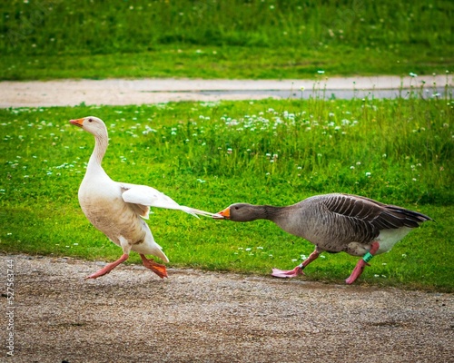 Fotografie Close-up of a brown goose chasing a white goose on rural street