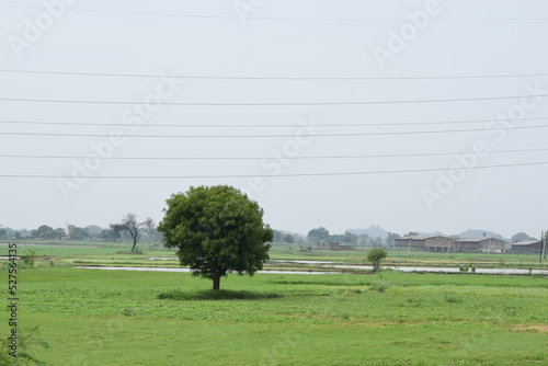 A tree alone in the middle of grass field