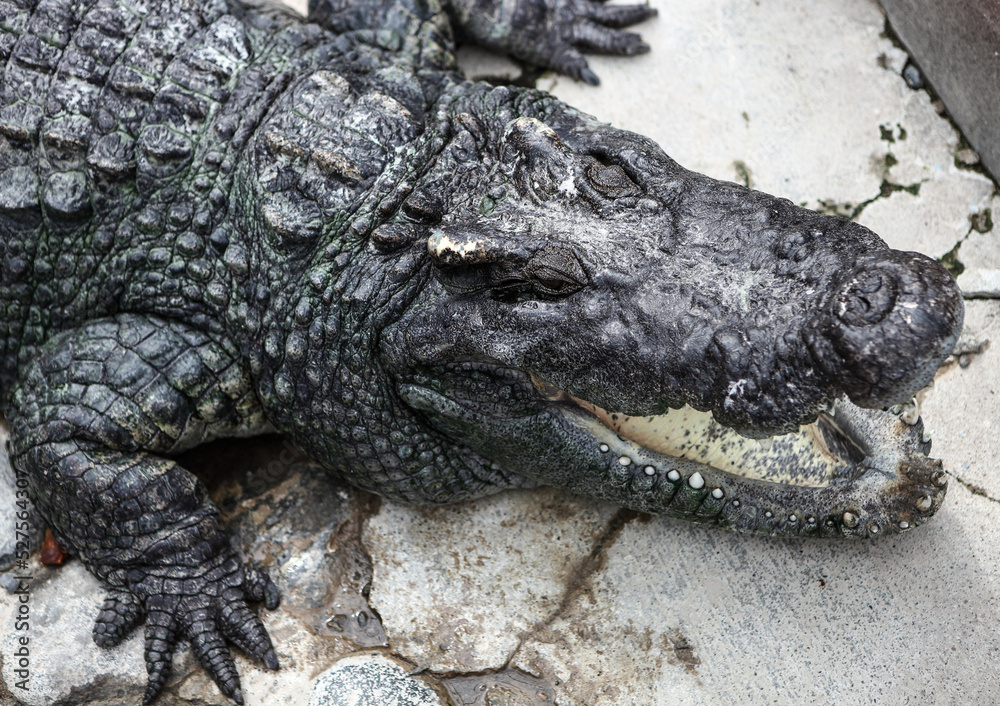 Obraz premium 口を開けたワニ
