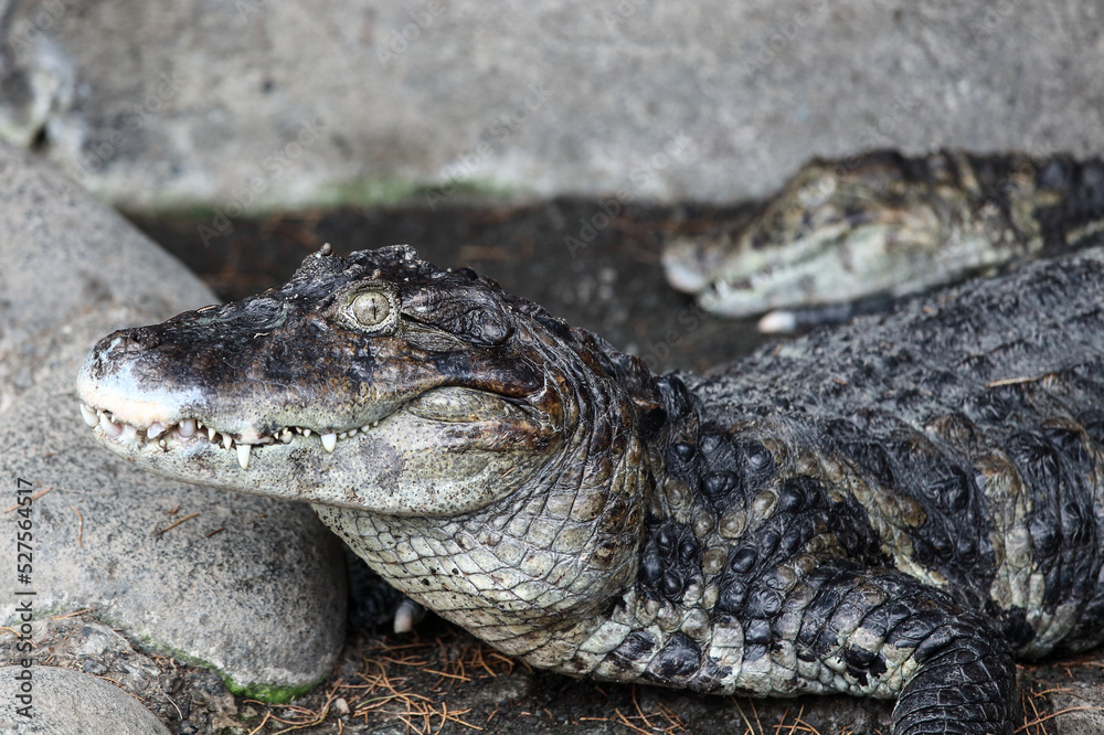 Fototapeta premium ワニ