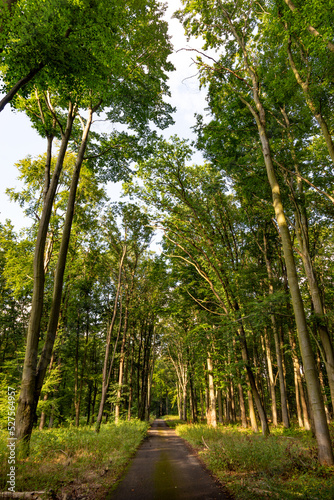 Forest trail in summer day photo