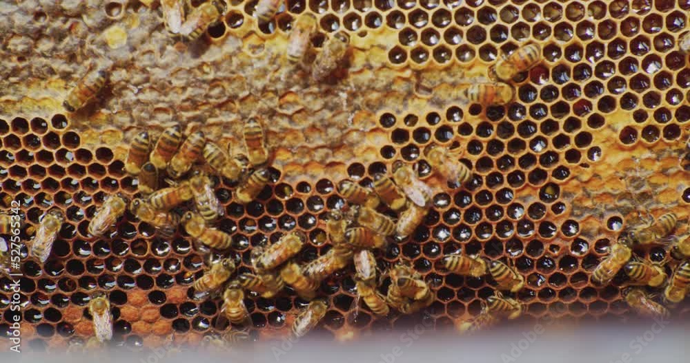 beekeeping.Bees in the hive. Bees move around the combs and produce honey.bees live in the hive closeup. beekeeping.Bees in the hive. Bees move around the combs and produce honey.bees live in the hive closeup.