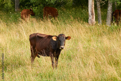 Cow grazing in a forest meadow and eating green grass. Sunny summer day. Estonia. Nature, countryside living, farming, milk and meat production, domestic animals themes © Aastels